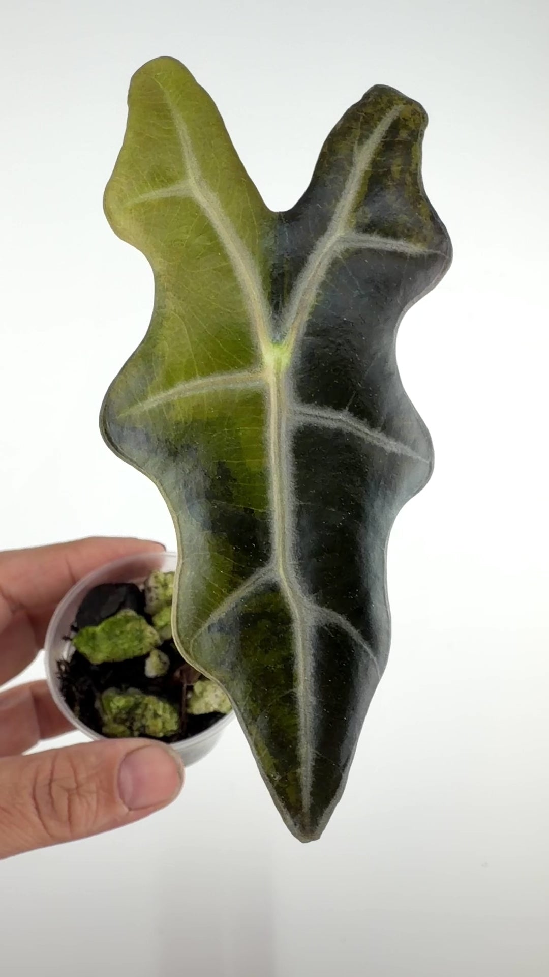 Alocasia Nobilis Golden Aurea Variegated