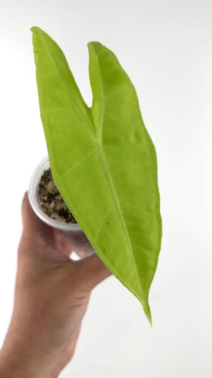 Video of the two Alocasia Longiloba Sp. From Indonesia plants (grower's choice)