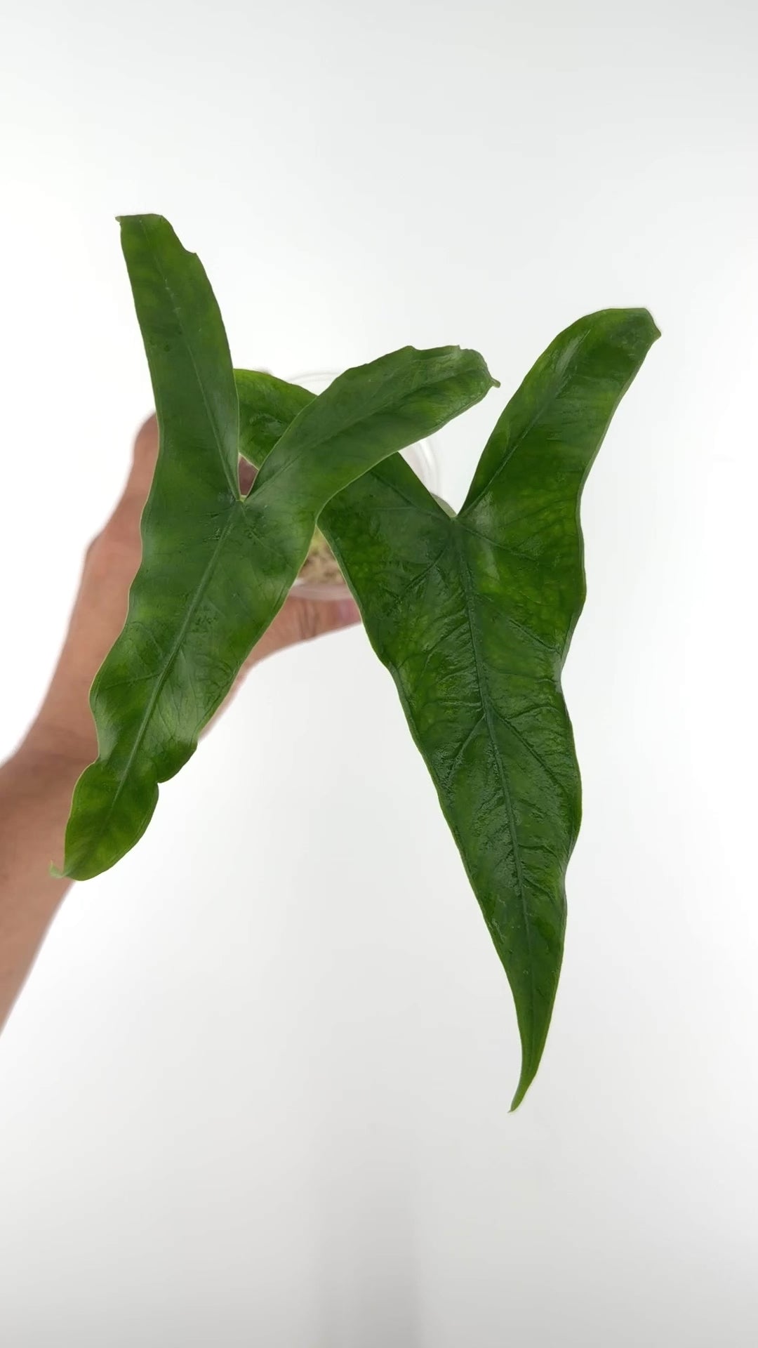 Alocasia Sp. Tigrina Wongii