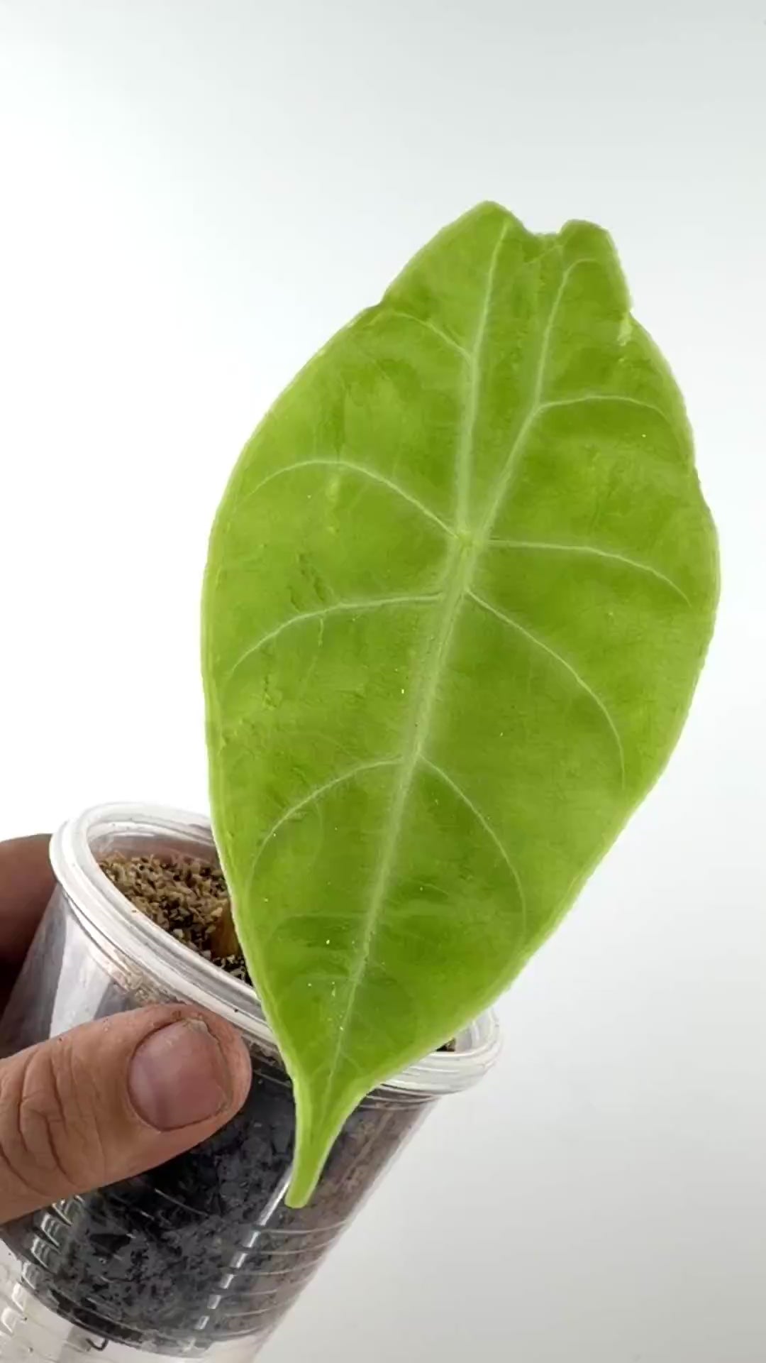 Alocasia Watsoniana Silver Pup video
