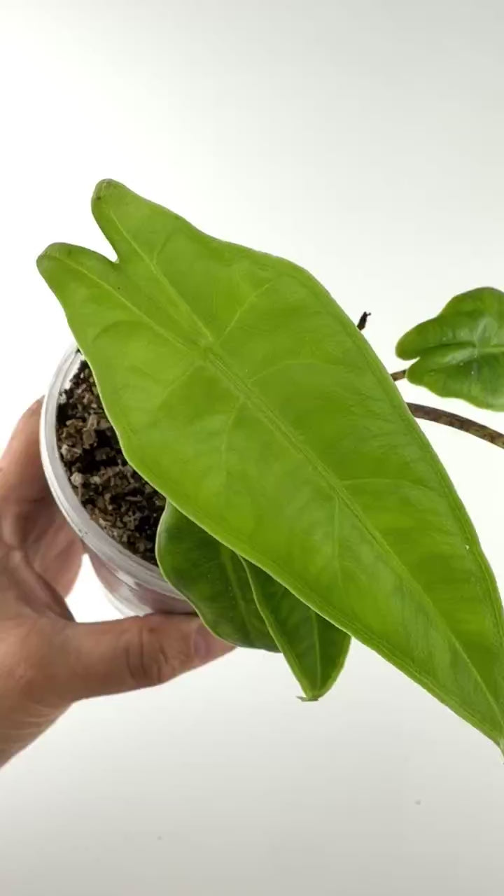 Video of the exact pot of Alocasia Kondosapata (two plants)