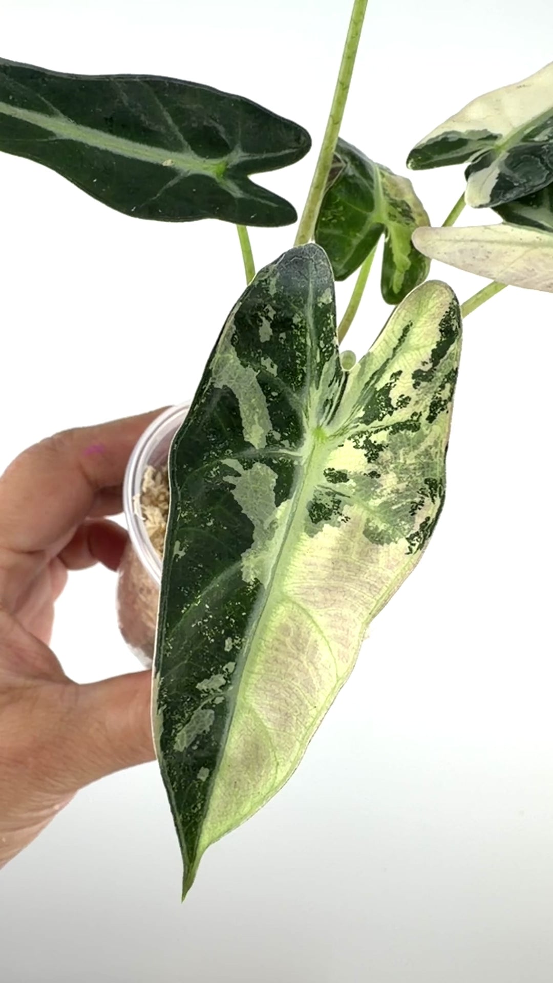 Alocasia Bambino Pink Variegated #1