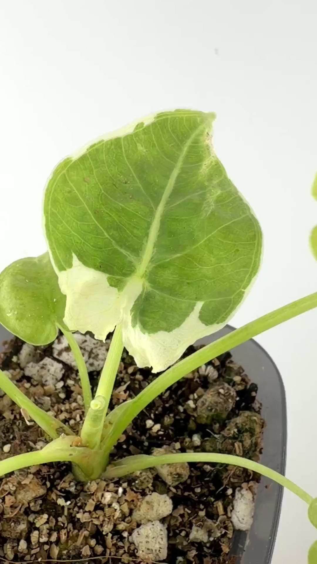 Alocasia Epilithica Silver Lime Pup #1 video