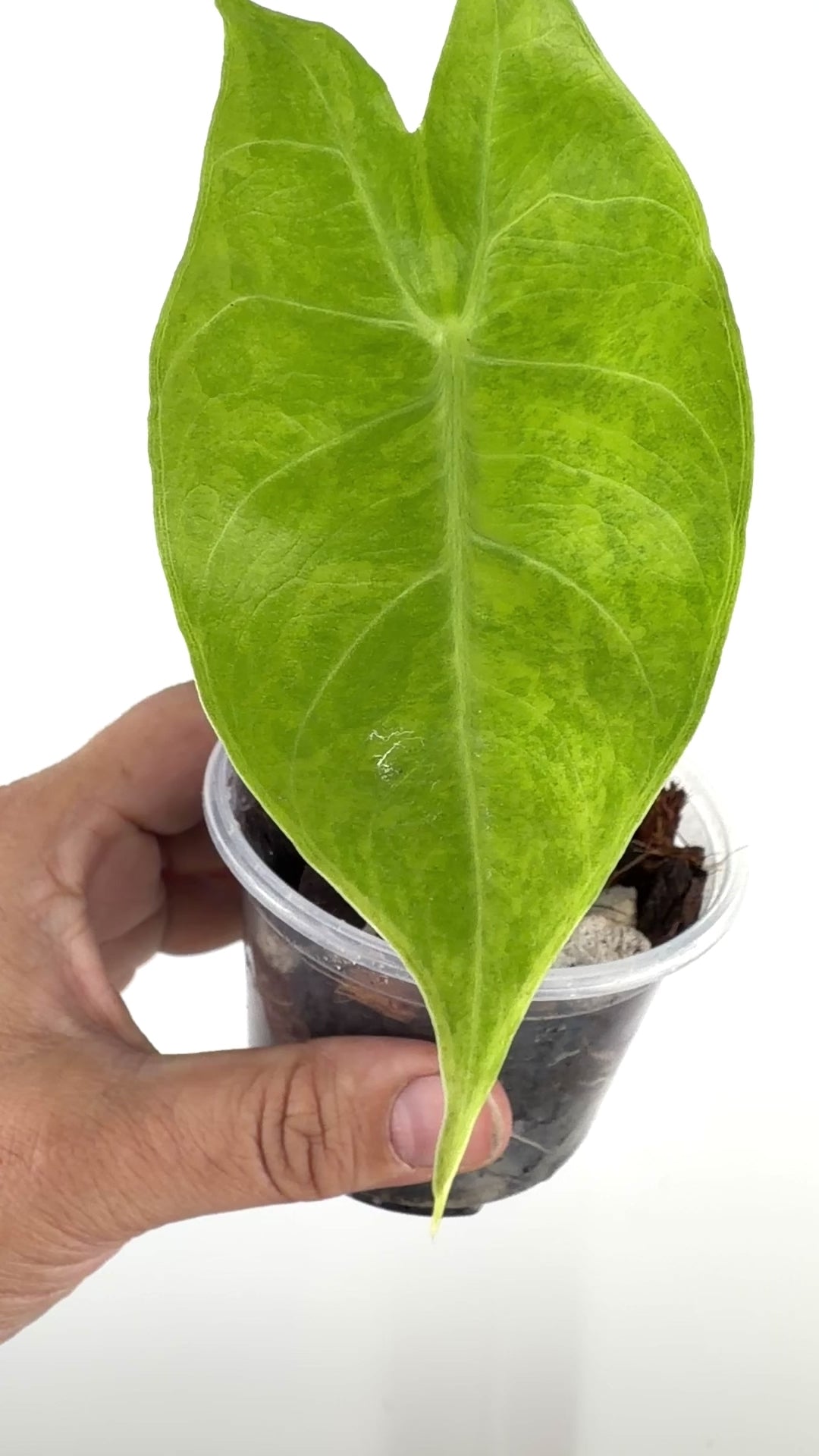 Alocasia Pink Dragon Aurea Variegated