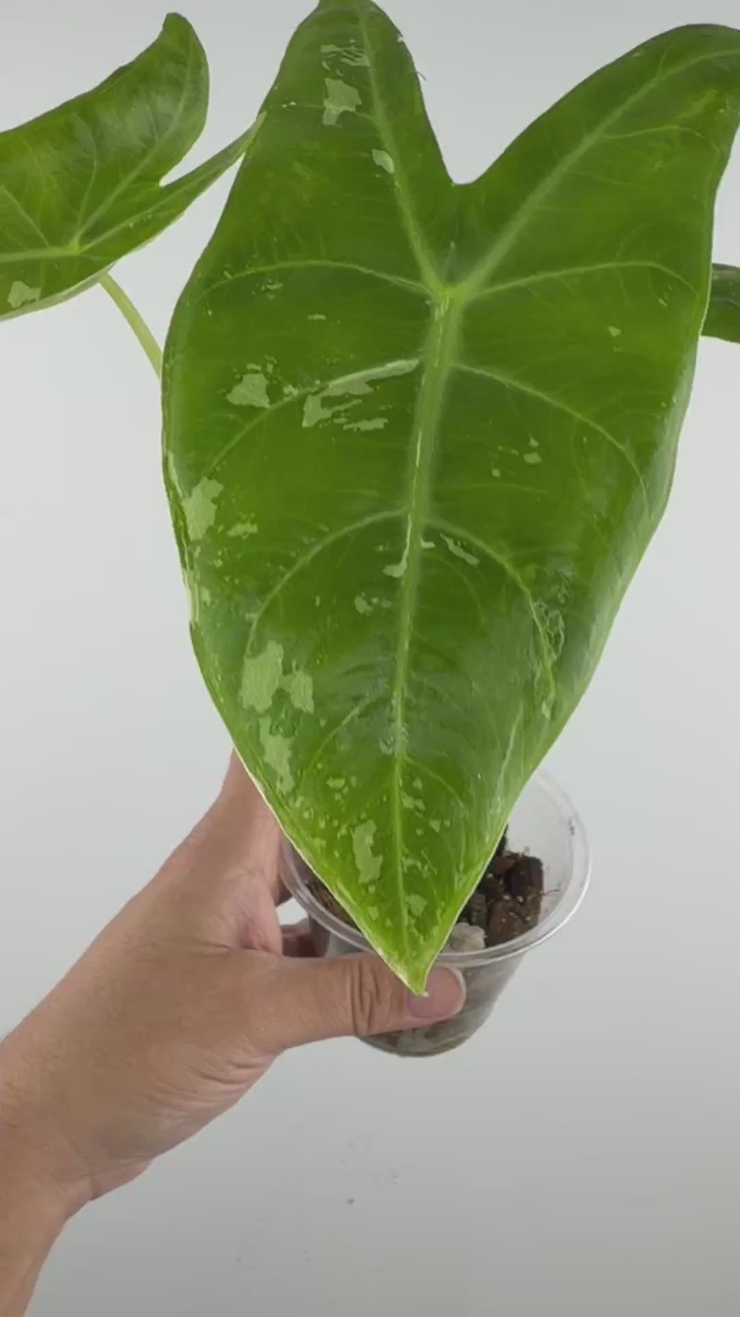 Alocasia Longiloba Thai Con Variegated