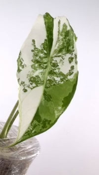 Alocasia Longiloba Albo Variegated