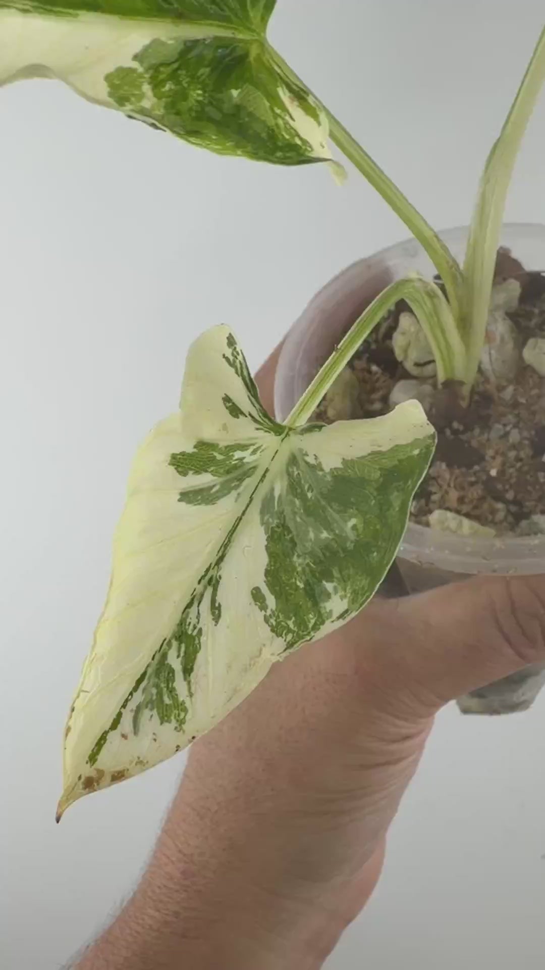 Video of Alocasia Crinkles Albo Variegated, exact plant for sale