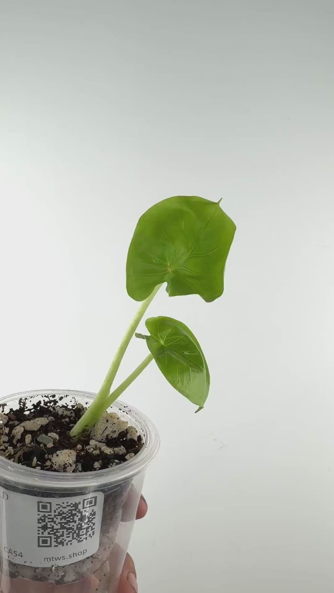 Alocasia Mahapatra "Shower Cap"