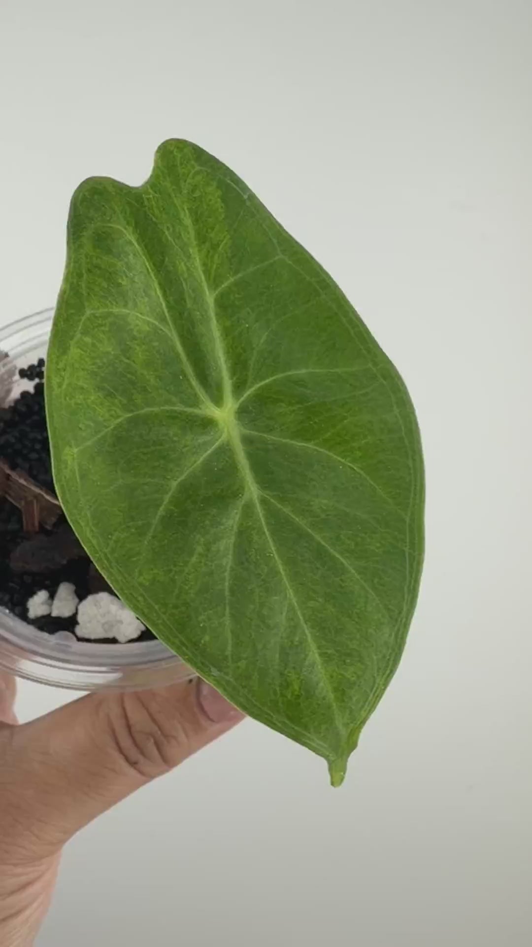 Alocasia Ivory Coast Aurea