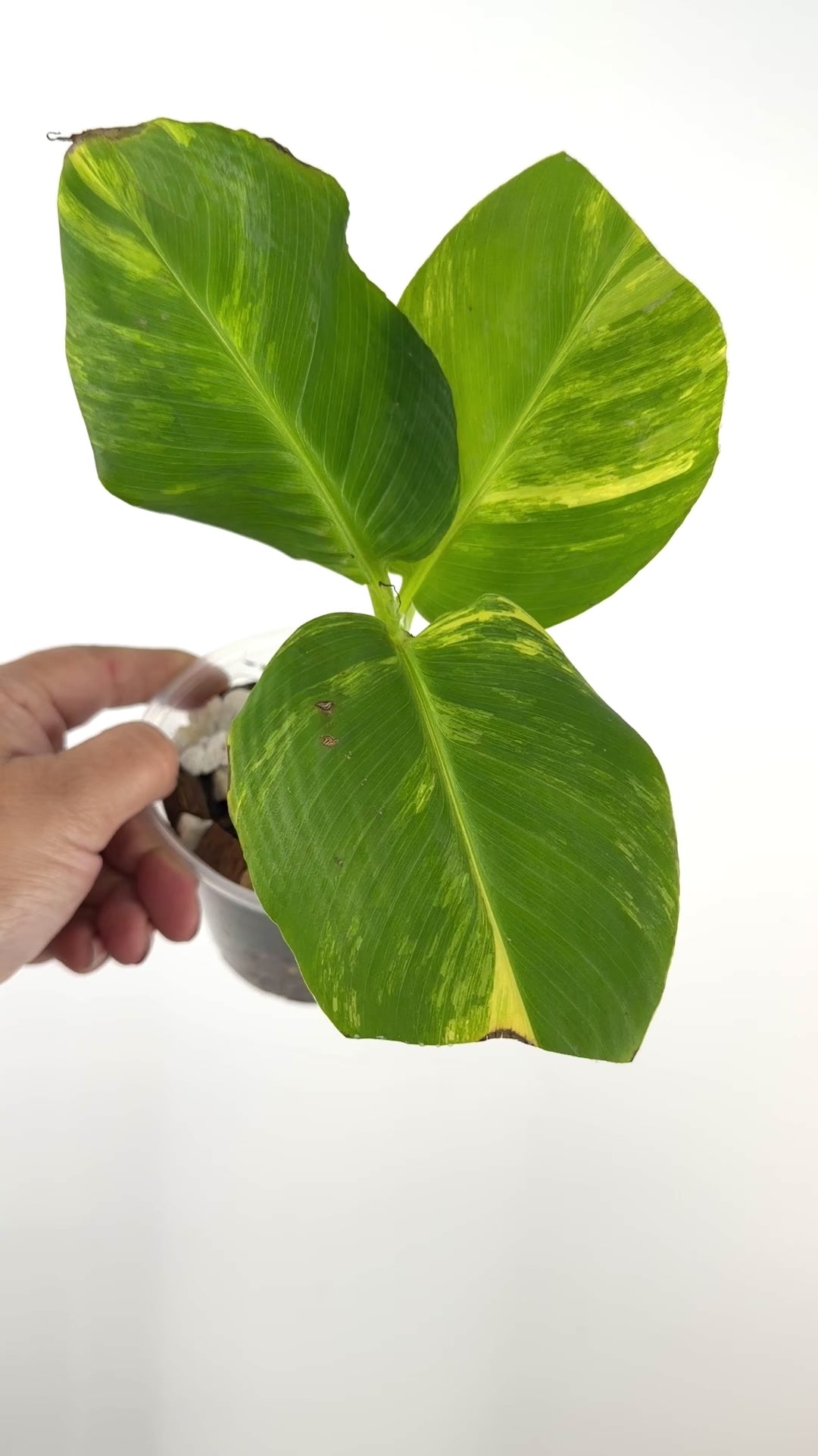 Dwarf Cabendish Banana Tree Variegated