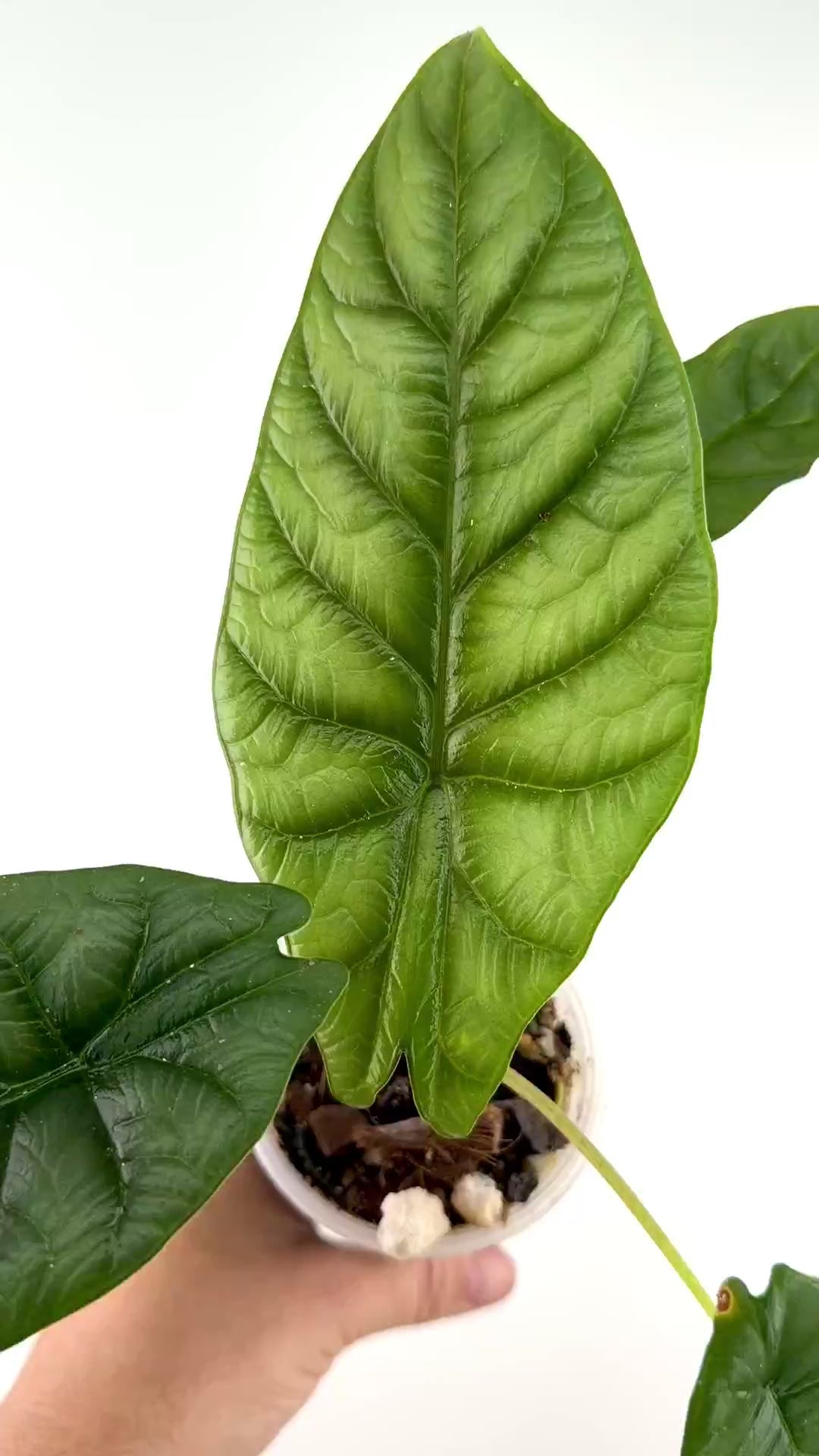 Alocasia Silver Wing Mother Plant video