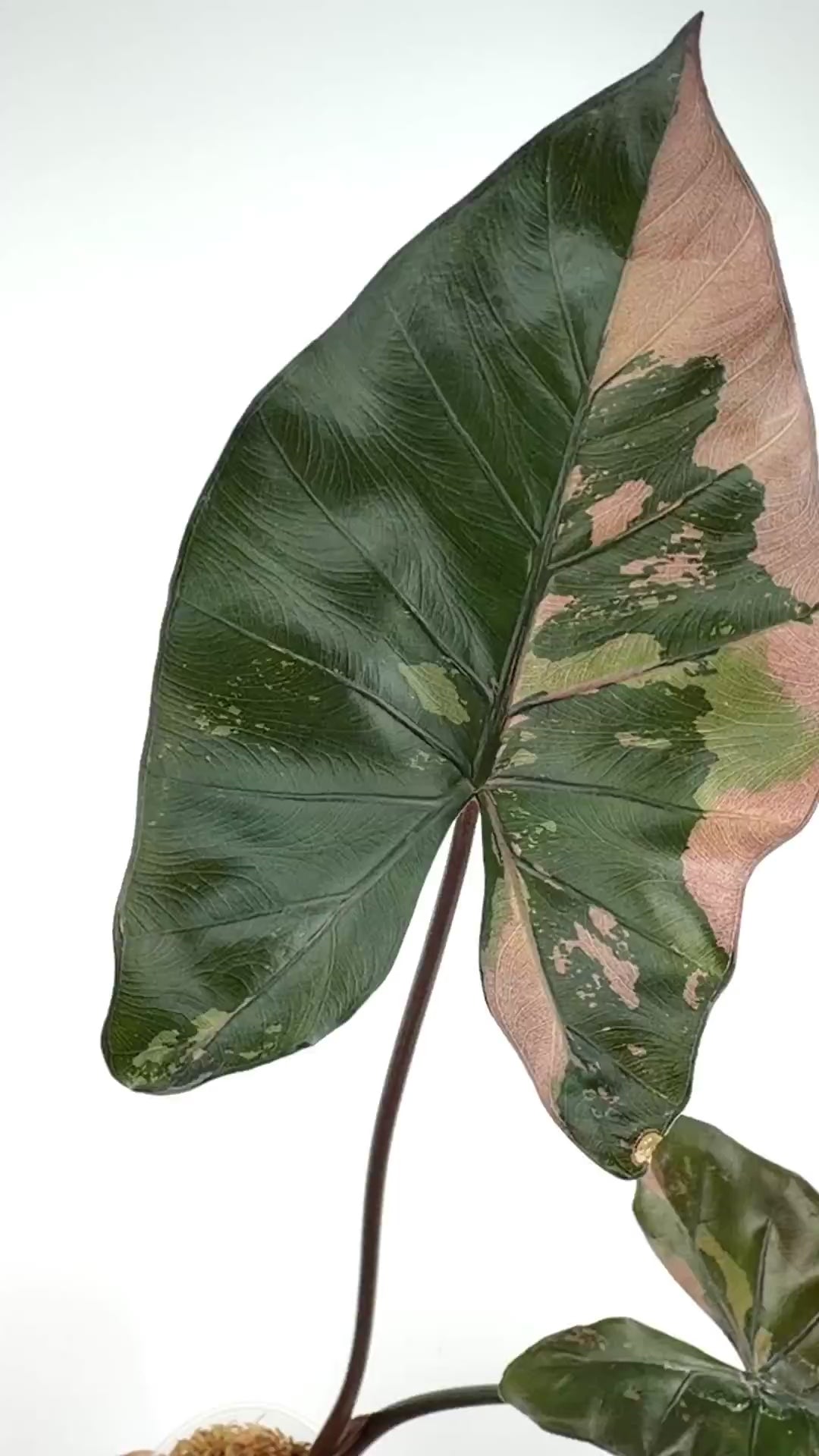 Alocasia Yucatan Princess Black Stem EU