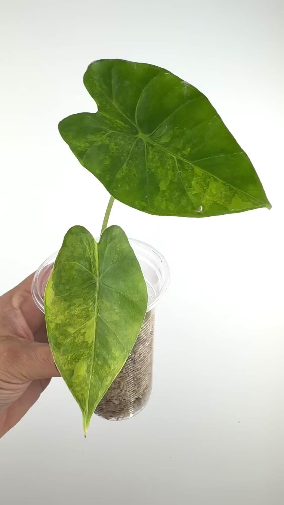 Alocasia Frydek X Gageana Aurea Variegated