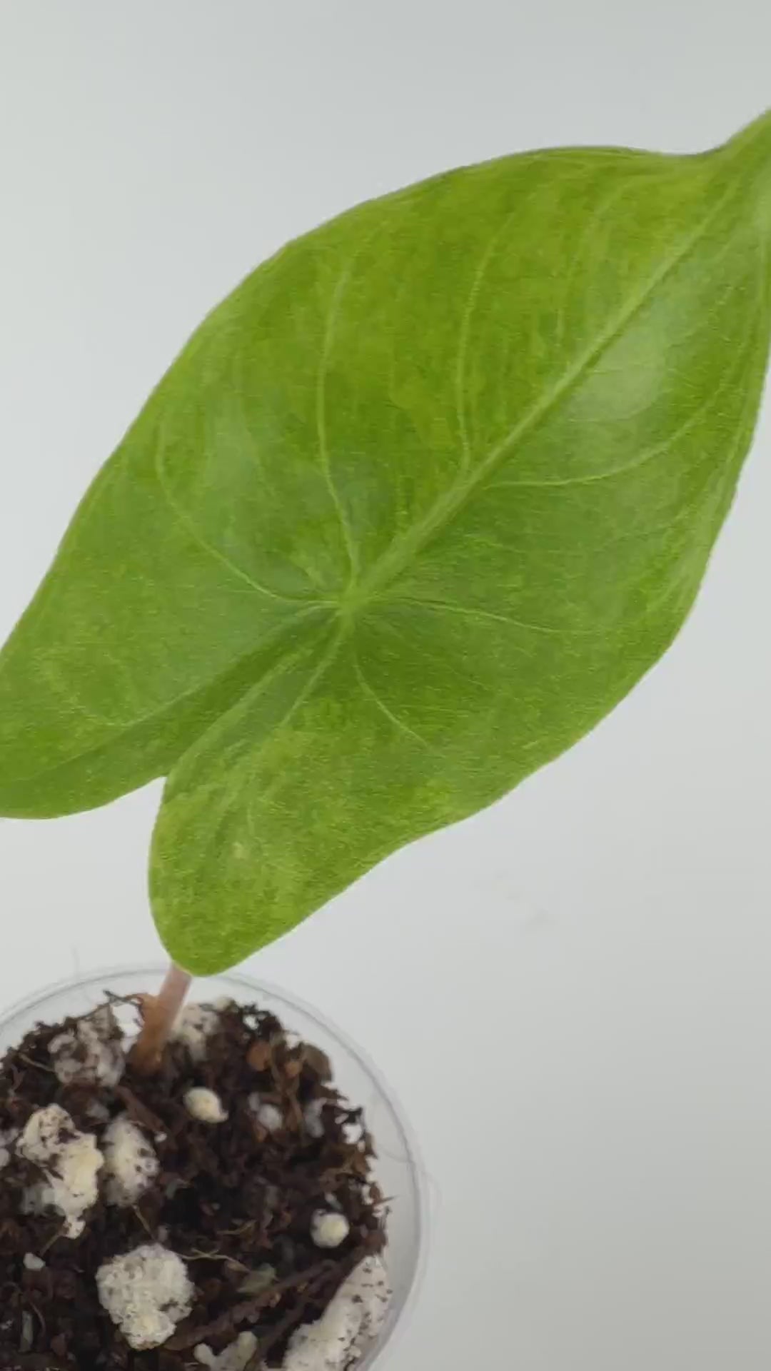 Alocasia Pink Dragon Aurea Pup