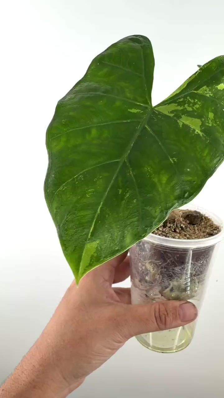 Video of the exact Alocasia Flemingiana Aurea Variegated