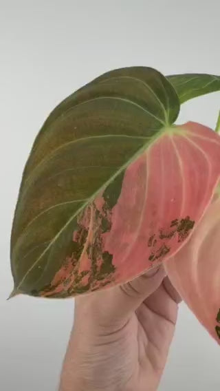 Philodendron Melanochrysum Orange Variegated