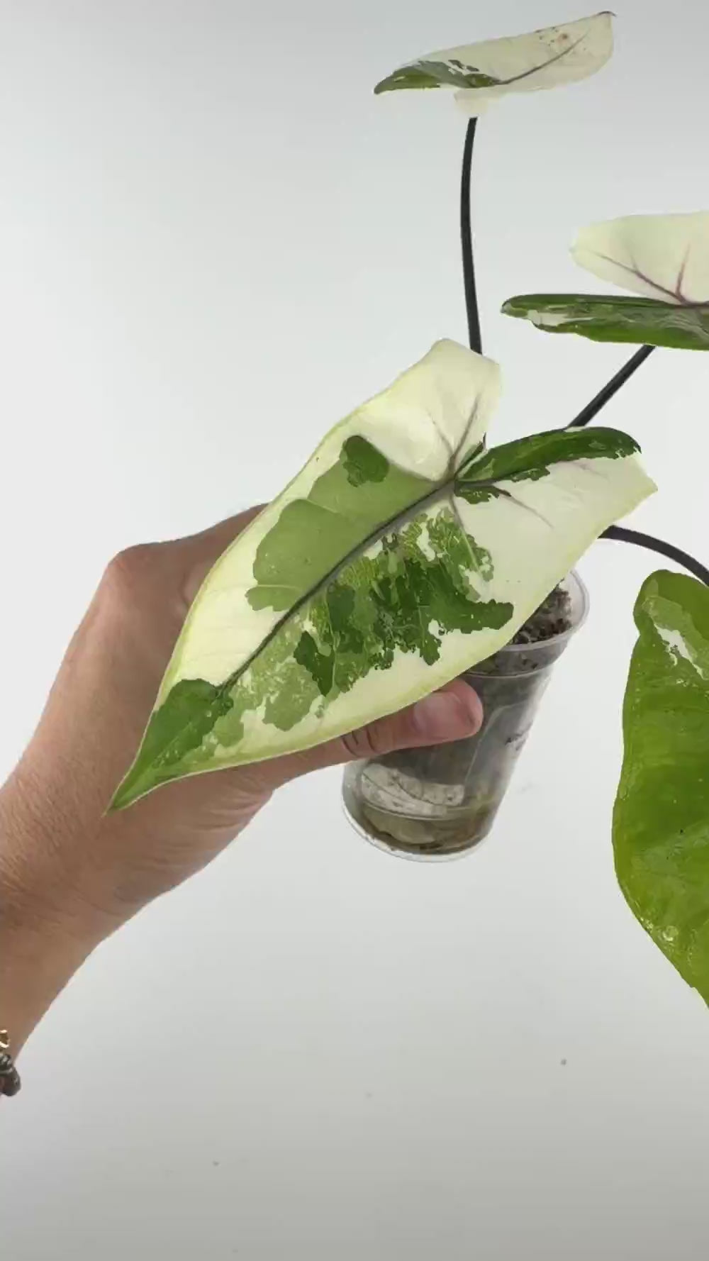 Alocasia Black Stem Albo Variegated
