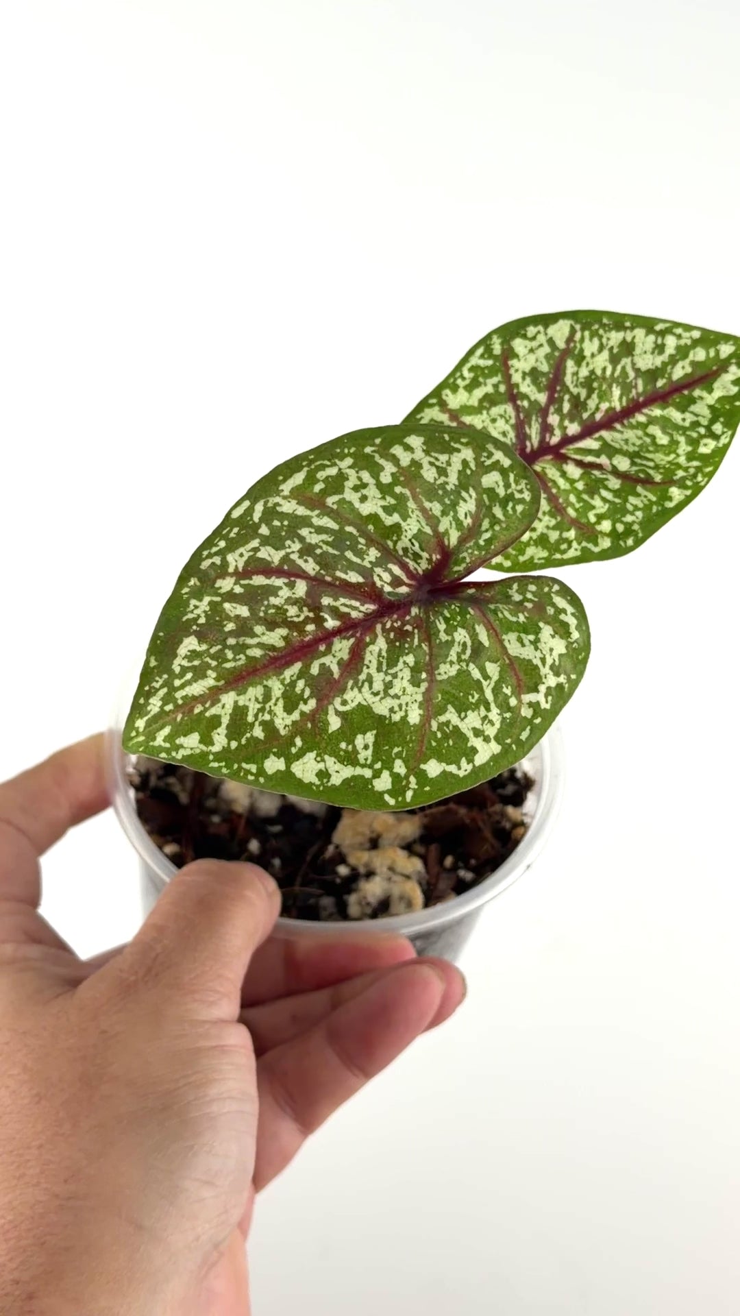 Caladium Thai Hybrid