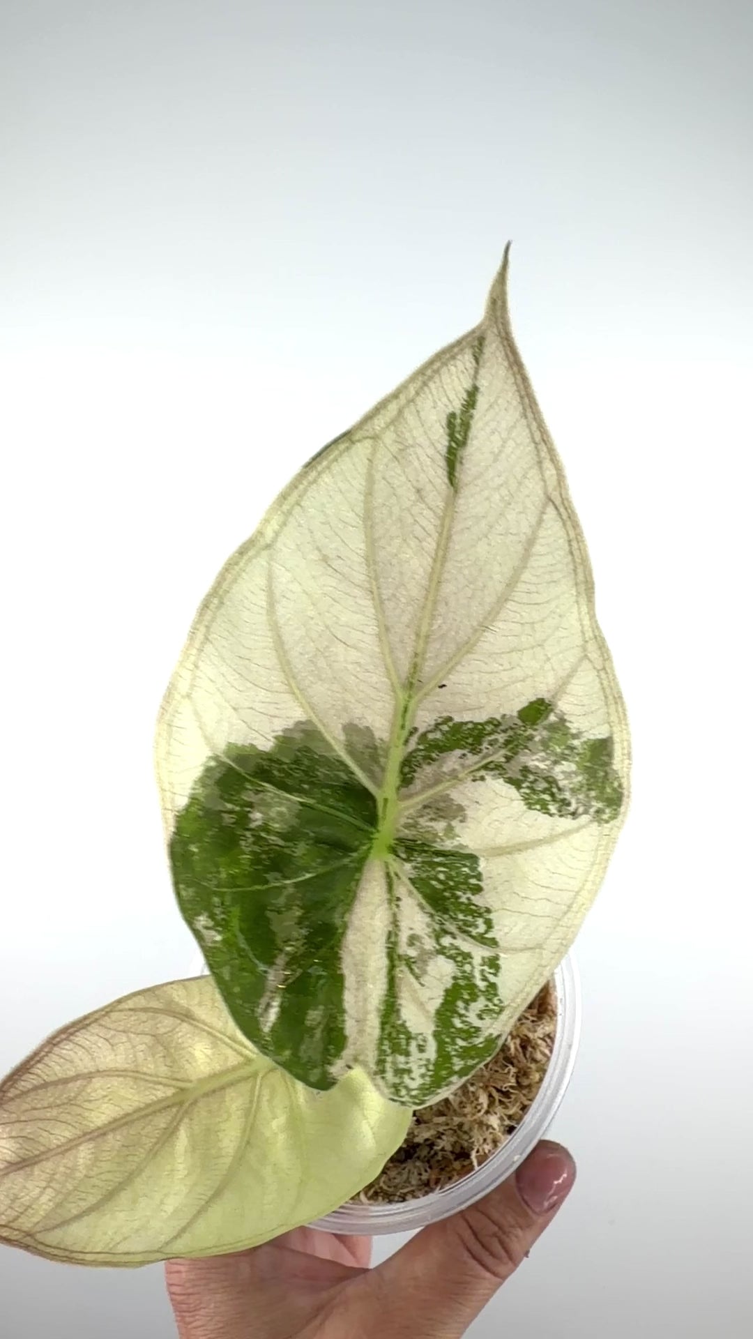 Alocasia Wentii 'Uhinkii' Pink Albo Variegated #1