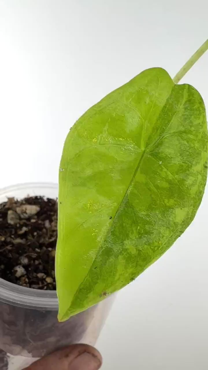 Video of the exact Alocasia Longiloba Lemon Splash Variegated