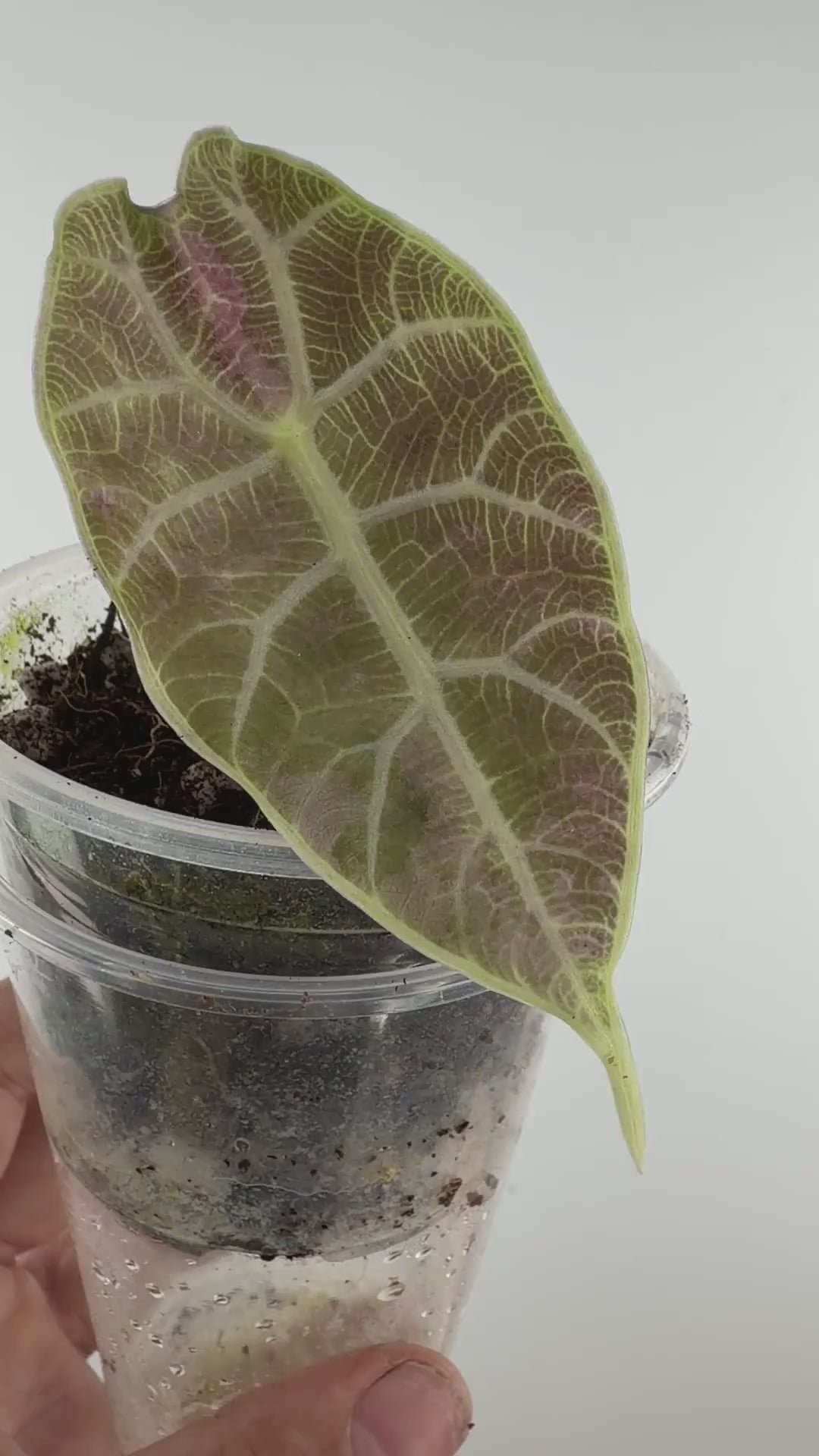 Video of the Alocasia Watsoniana Pink Mint Variegated pup
