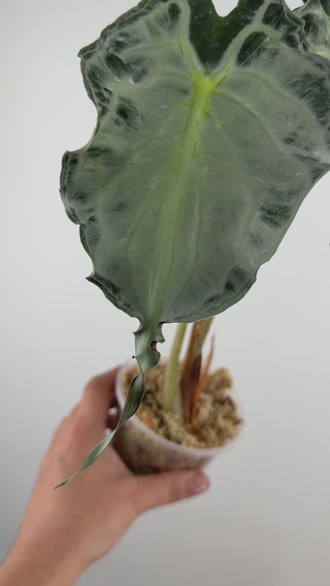 Alocasia Venom Mother Plant