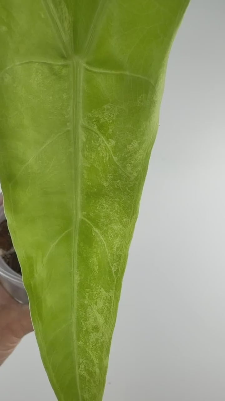 Video of the Alocasia Longiloba Narrow Green Back Aurea Variegated mother plant