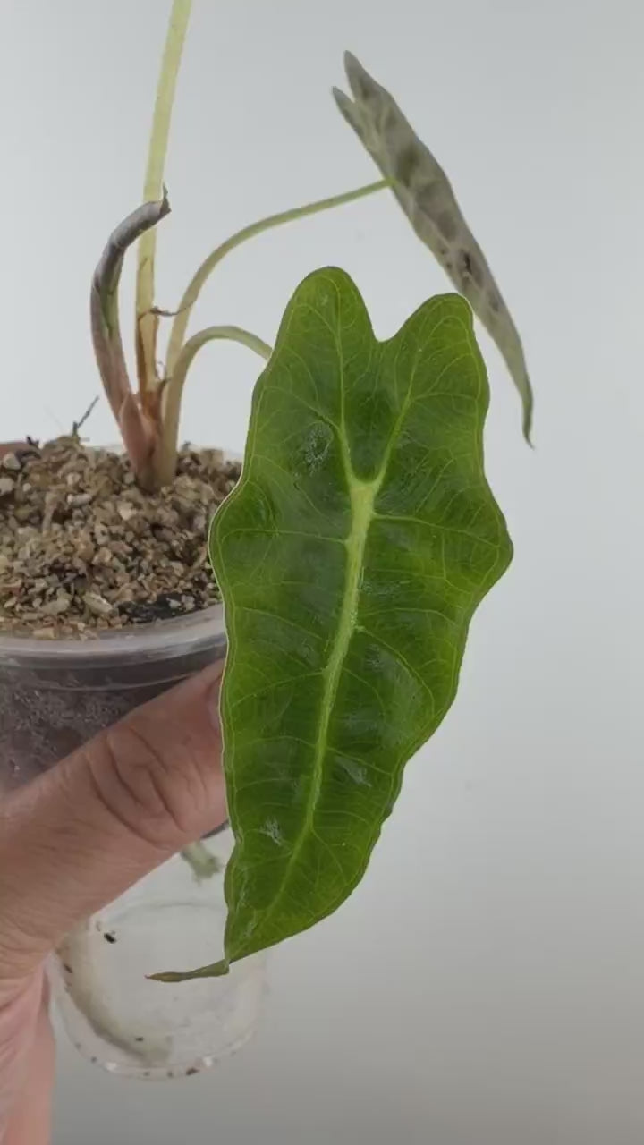 Video of Alocasia Scorpio Mutation