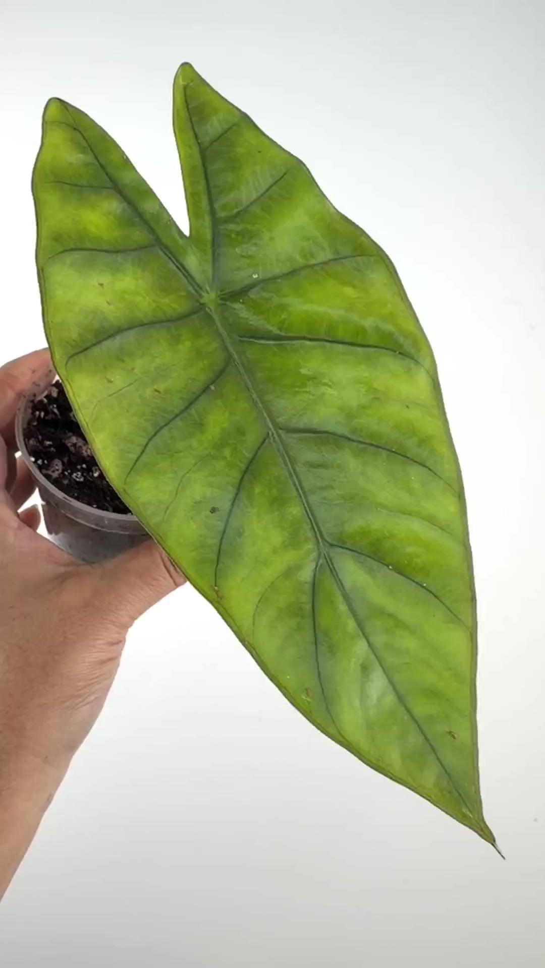 Alocasia Mandala Hybrid (Aurora X Silver Dragon) Variegated