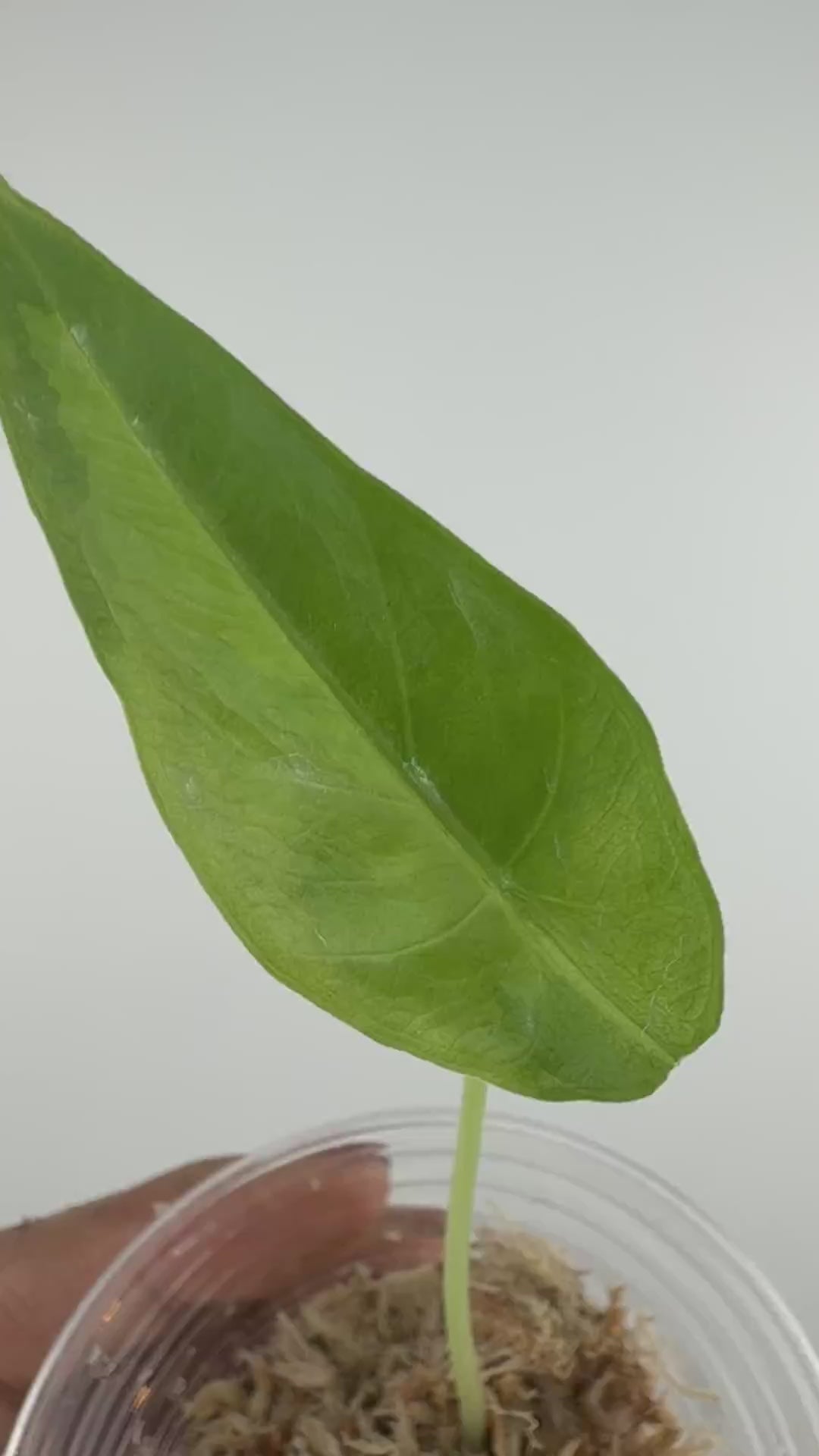 Alocasia Venusta Aurea Variegated
