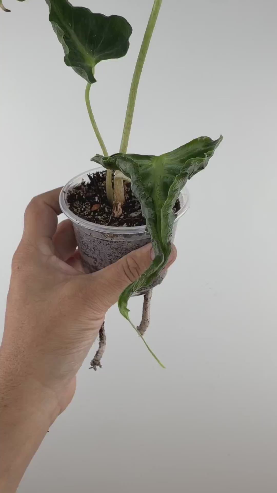 Alocasia Loco — video of the exact plant
