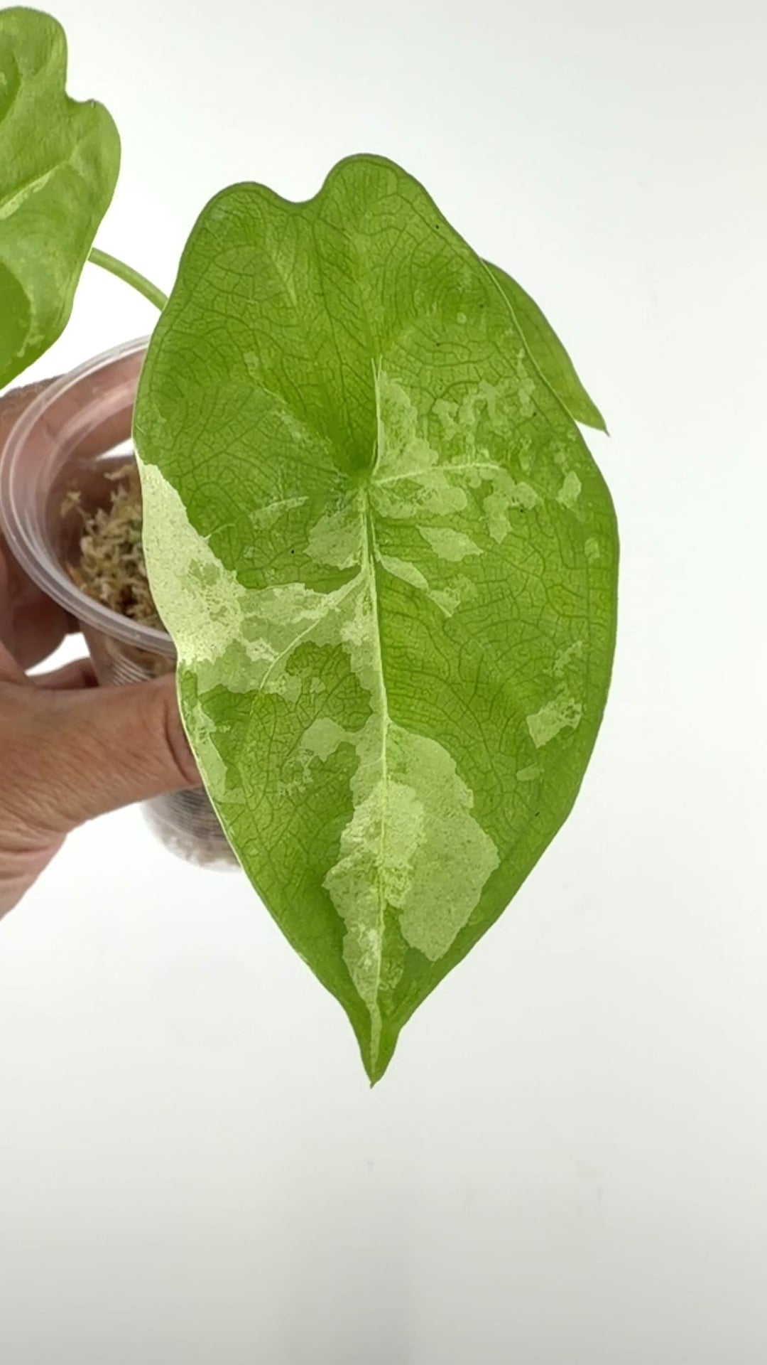 Alocasia Fornicata Marble Albo Variegated
