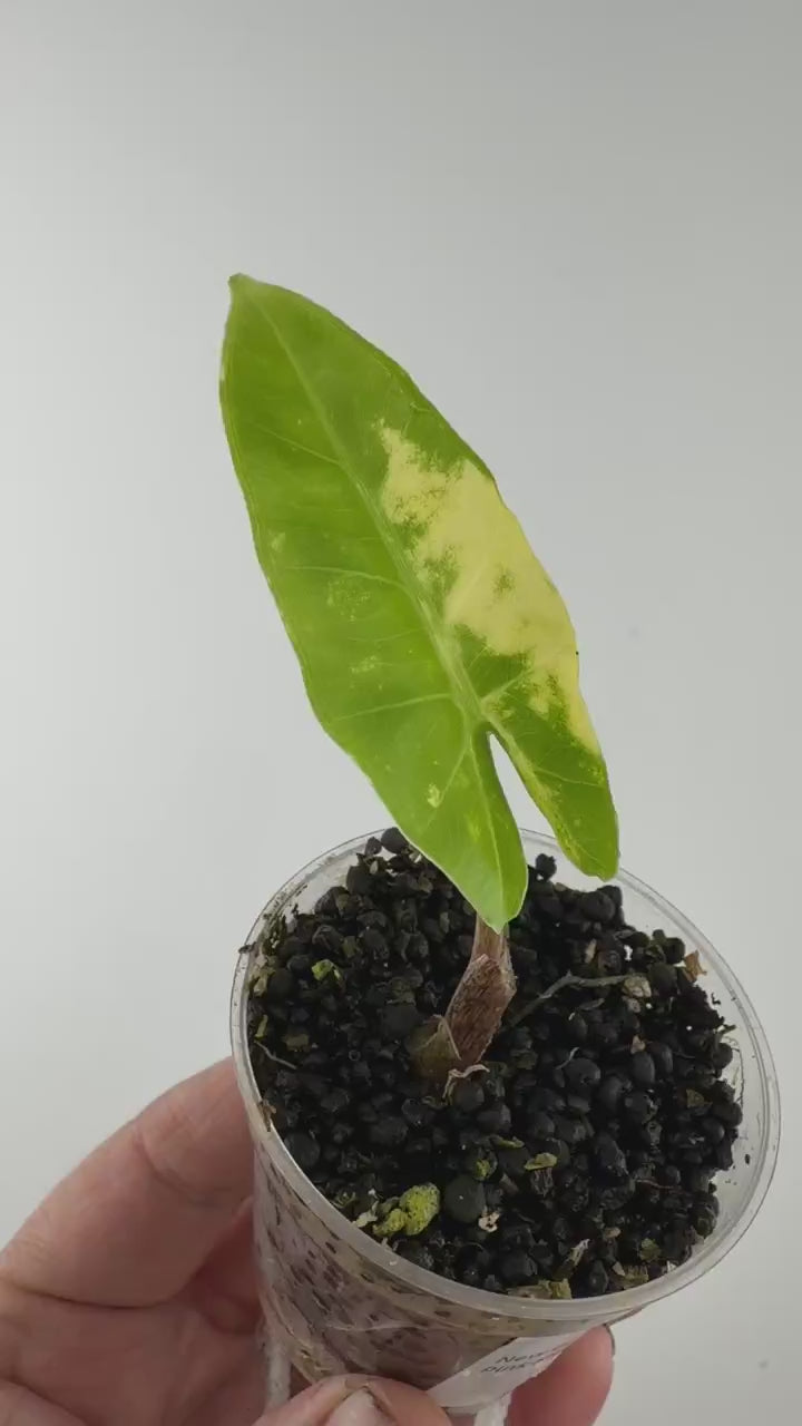 Video of the exact Alocasia New Guinea Gold Pink Stem Variegated
