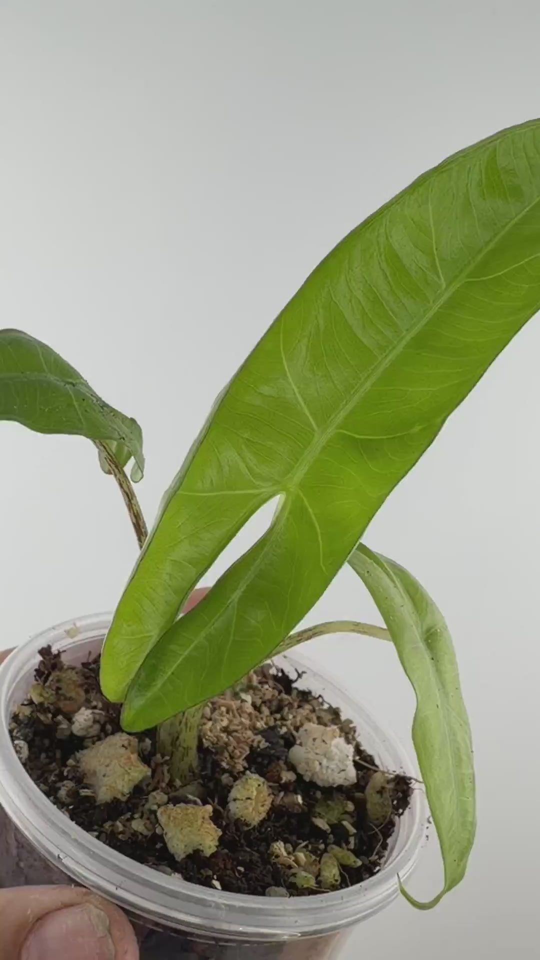 Alocasia Princeps Wild Form Pup