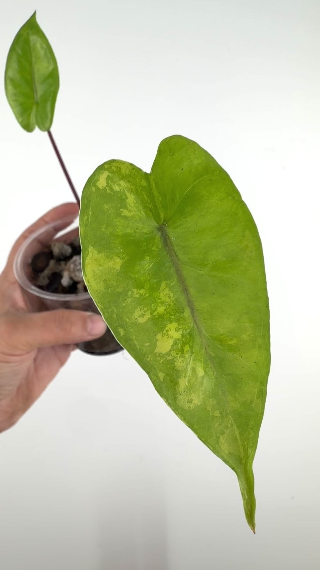 Alocasia Metalhead Aurea Variegated