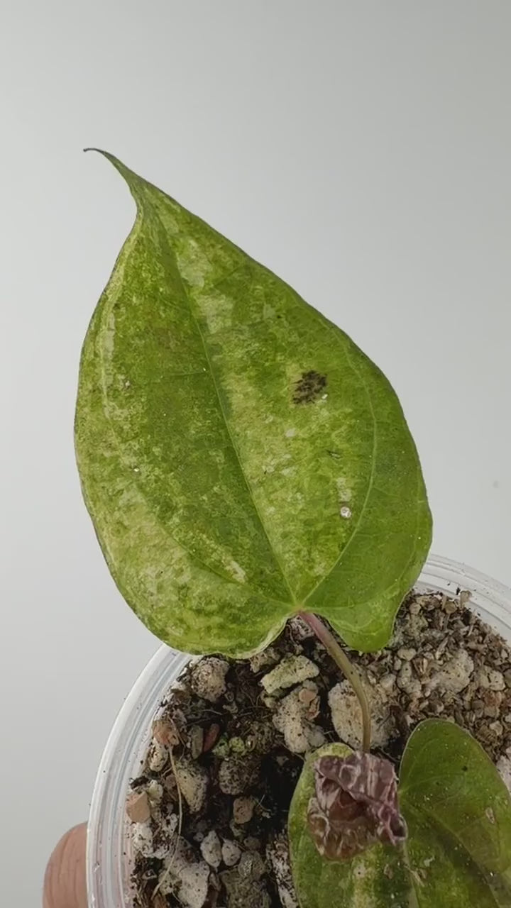 Video of the Dioscorea Sp. Satun Variegated