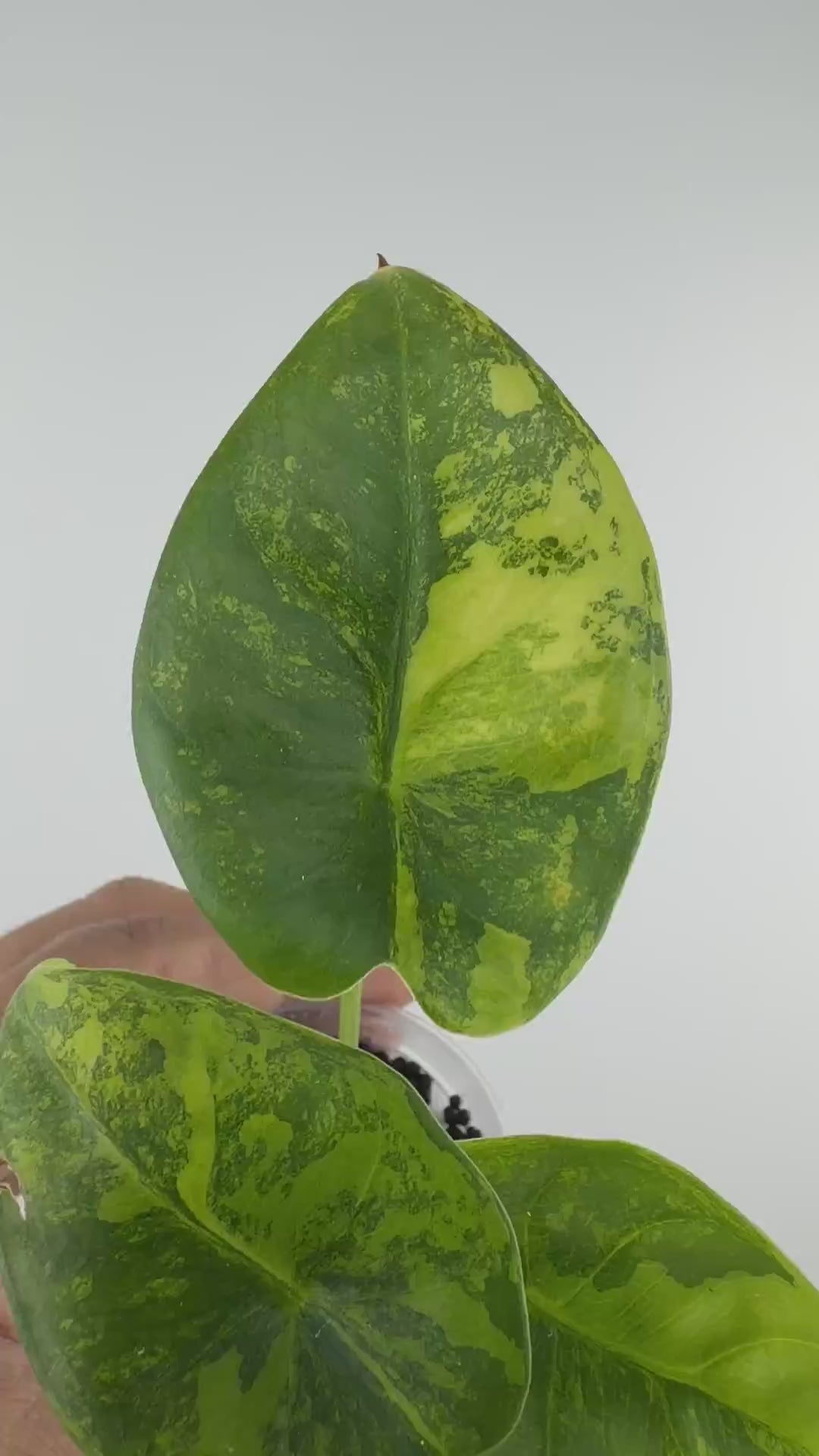 Alocasia Reversa Lumina Aurea Variegated — video of the exact plant