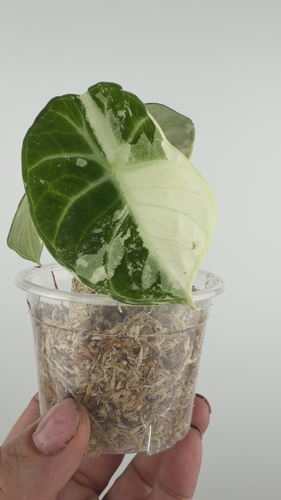 Alocasia Ninja Albo Pink Variegated #4