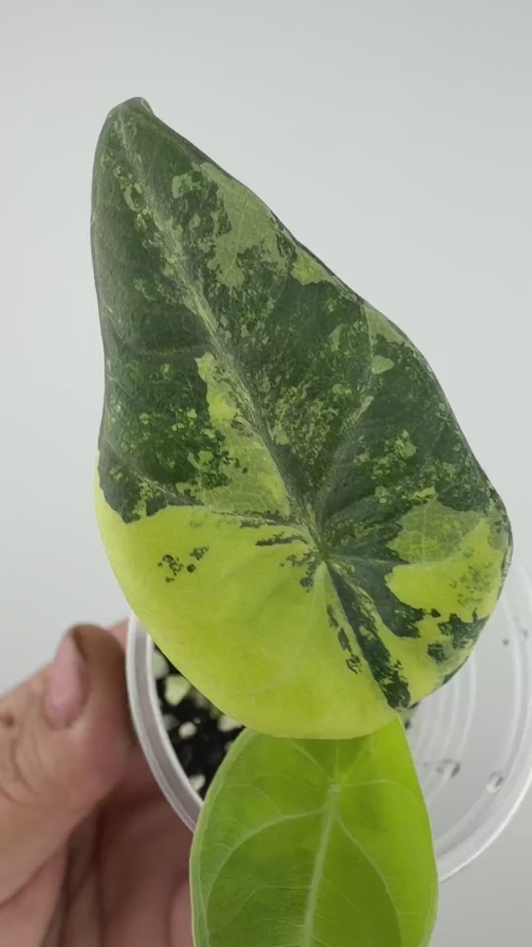 Alocasia Maharani Lemon Lime Variegated