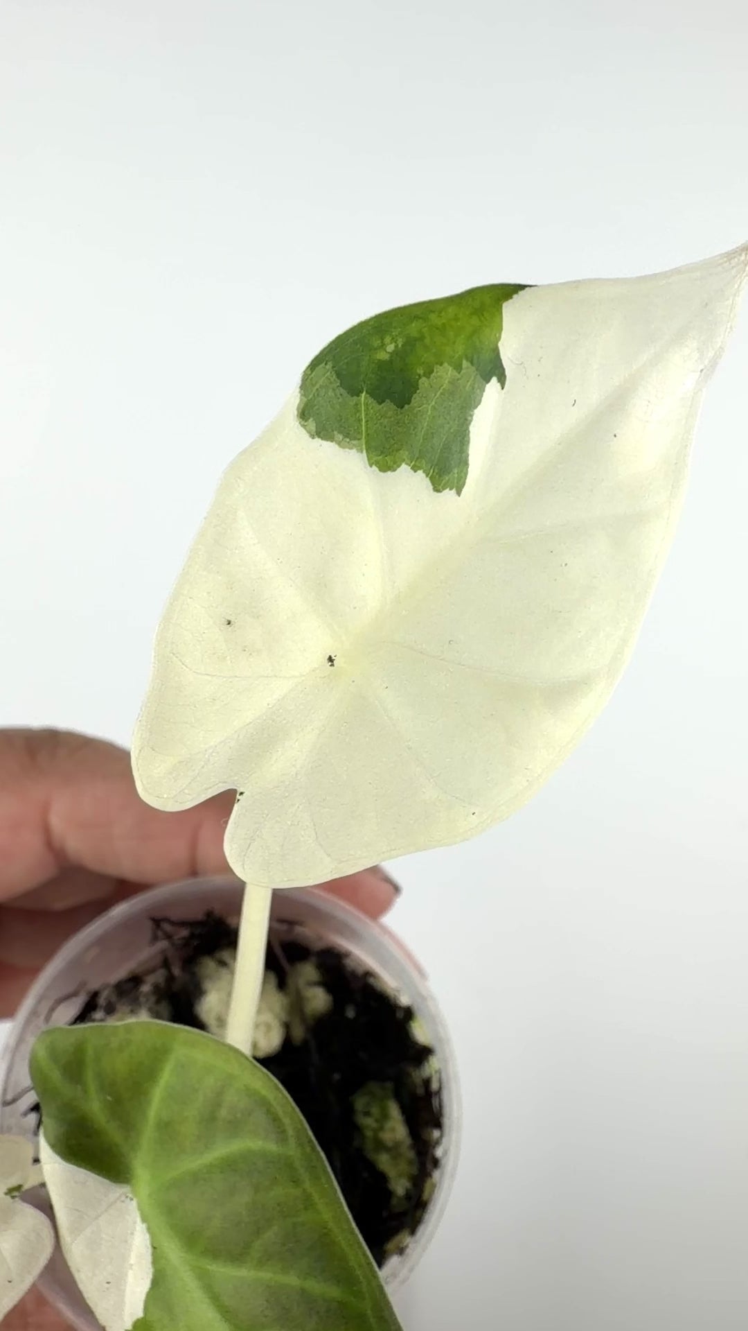Alocasia Regal Shield Albo "Lava" Variegated