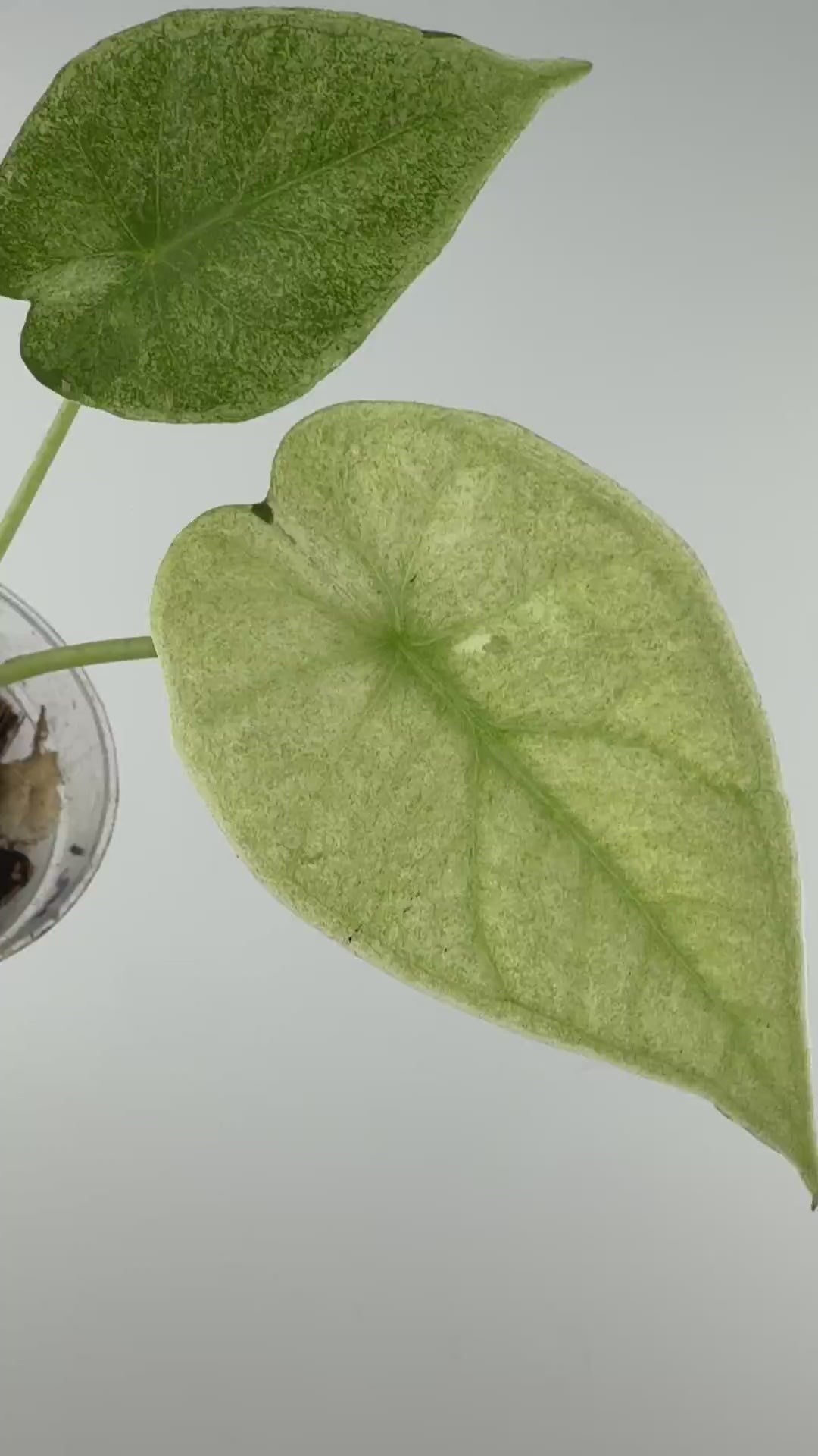 Alocasia Regal Shield True Mint Variegated — video of the exact plant