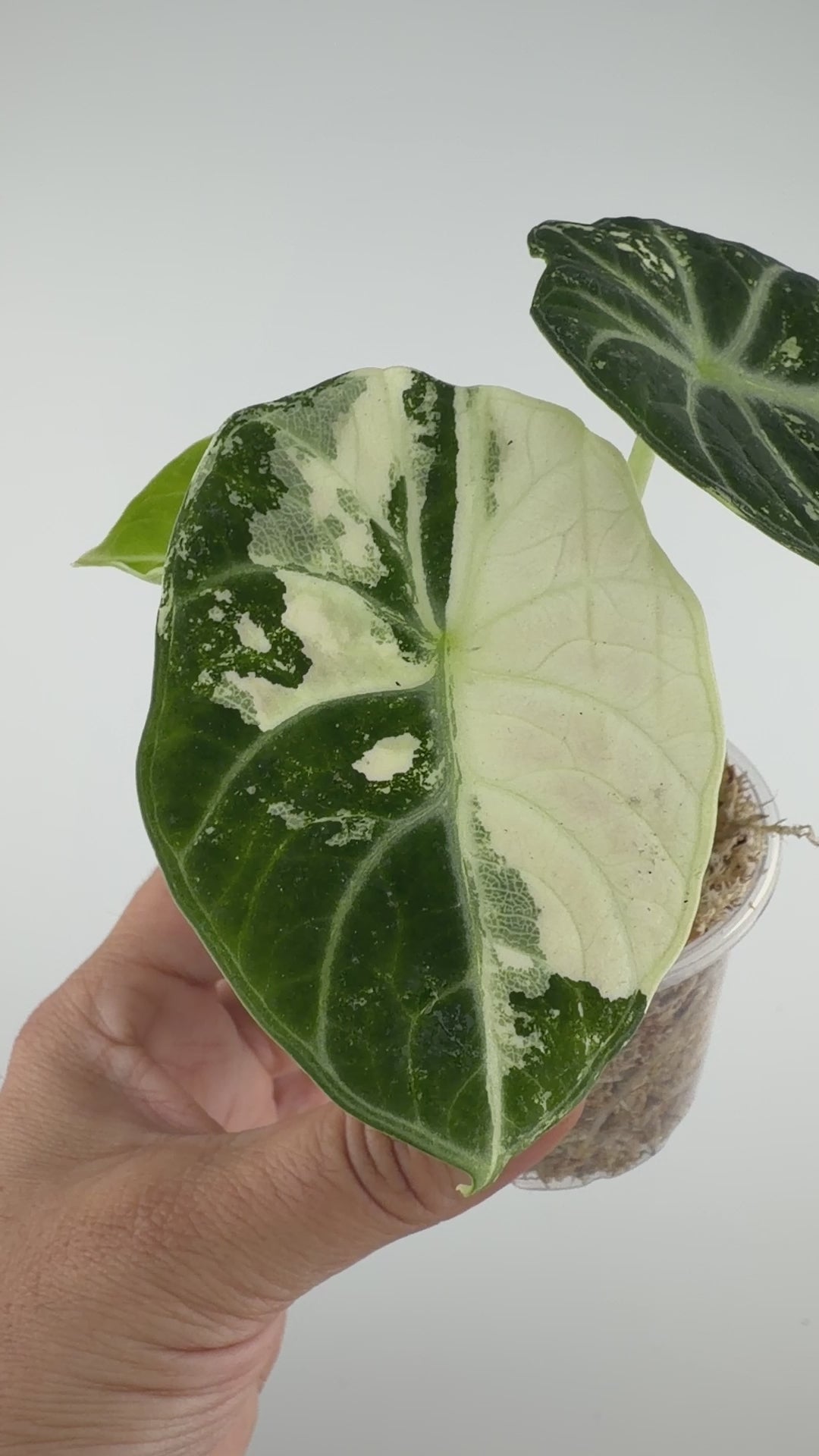 Alocasia Ninja Albo Pink Variegated #3