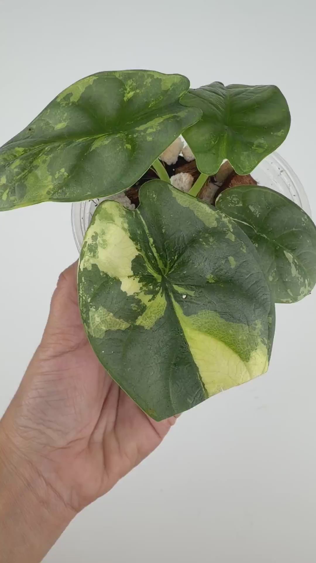 Alocasia Silver Dragon Aurea Variegated