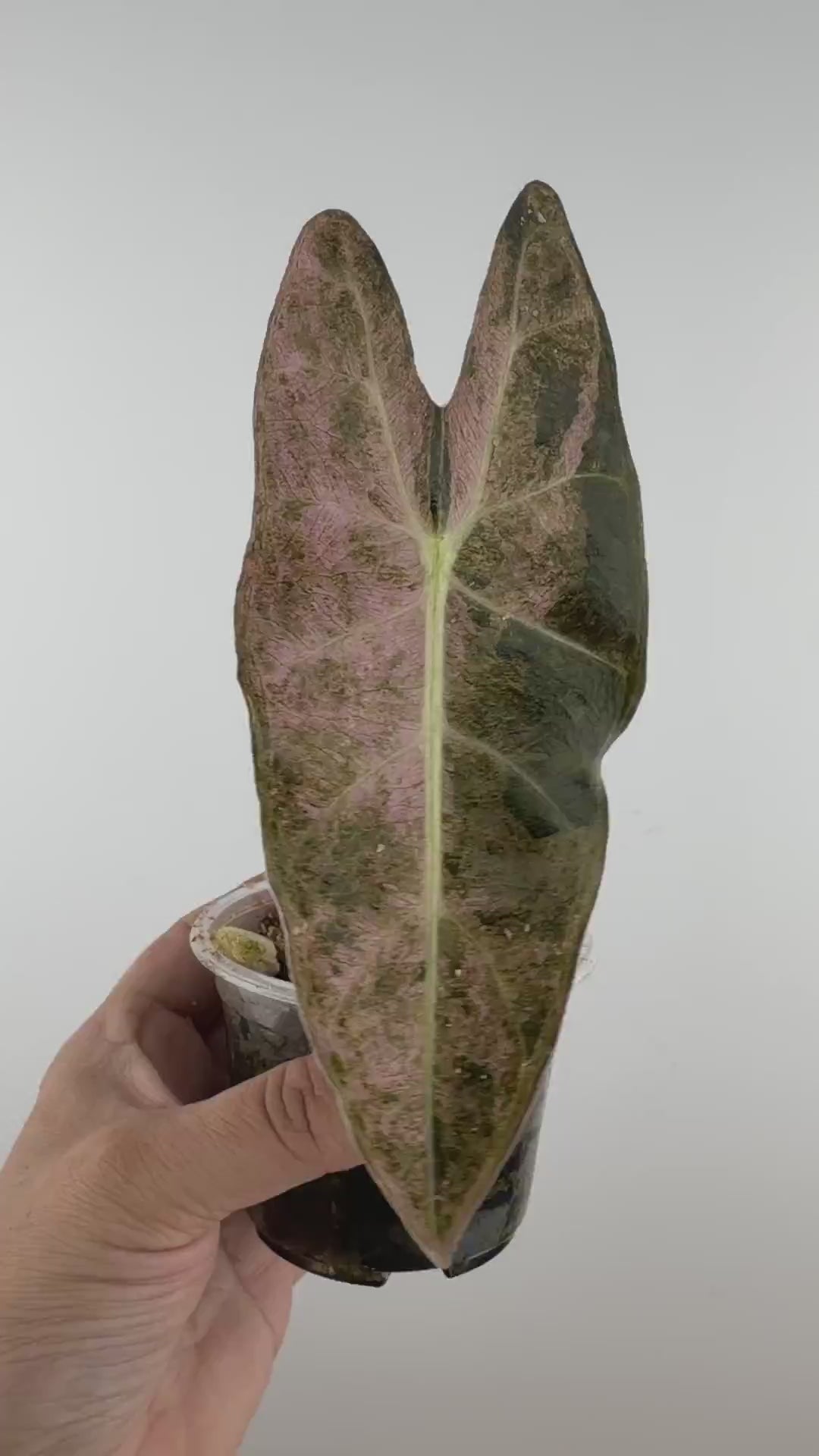 Alocasia Satun Black Stem Pink Stardust — video of the exact plant