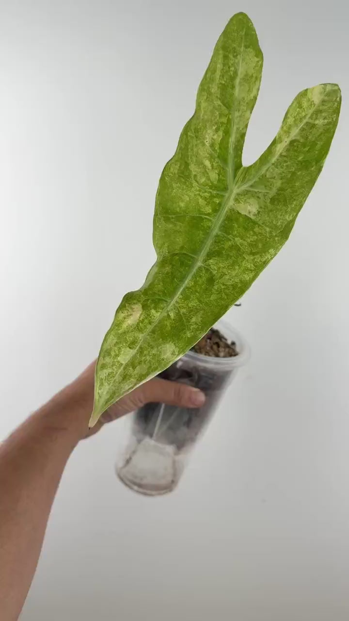 Video of Alocasia Longiloba White Vein Aurea Thai Lucifer Mother Plant