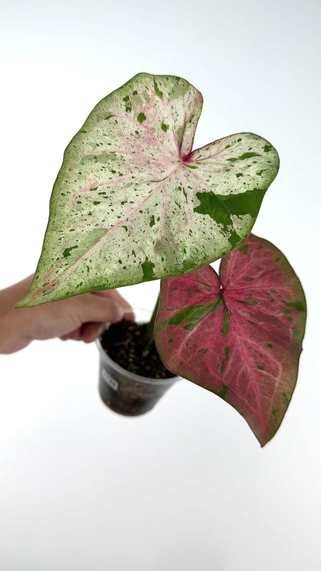 Caladium Thai Hybrid