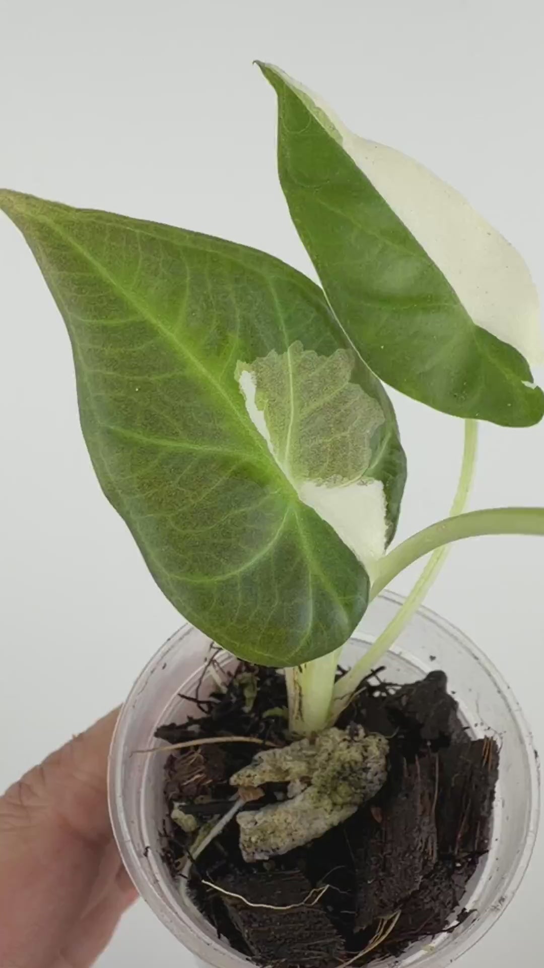 Alocasia Regal Shield Lava Albo Variegated