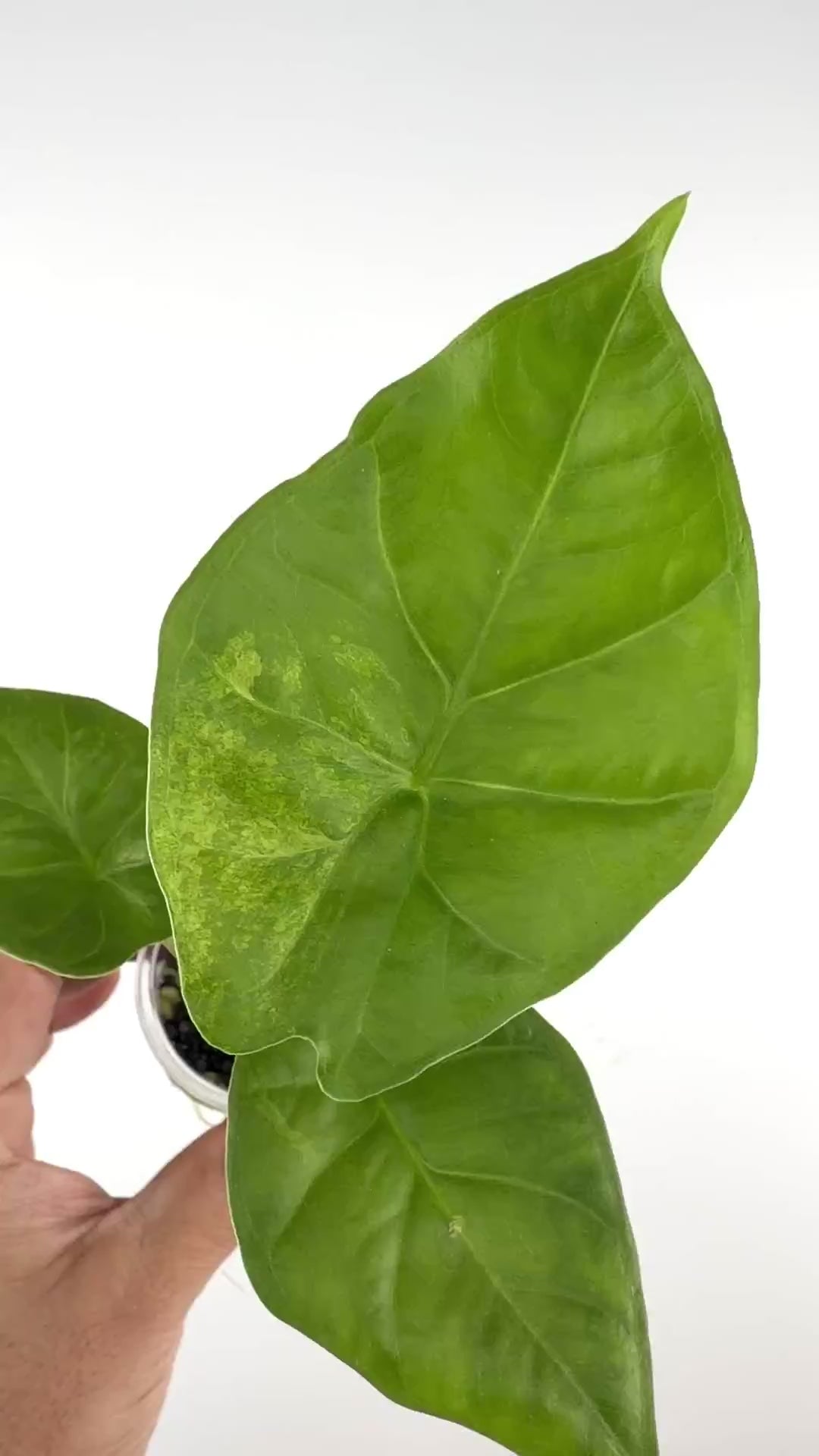 Alocasia Rhino Aurea Variegated