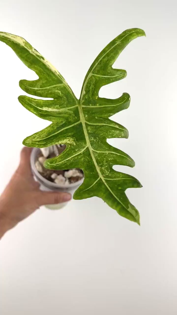 Video of the exact Alocasia Portei Aurea Variegated Mother Plant