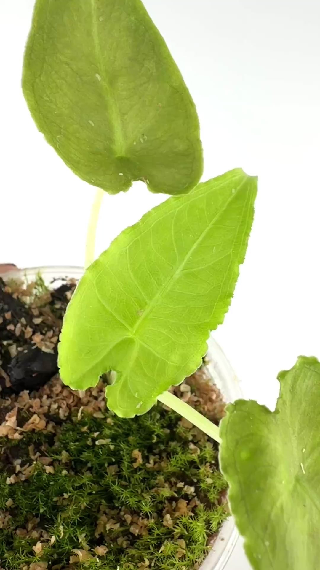 Alocasia Olanii Pup — video of the exact pup